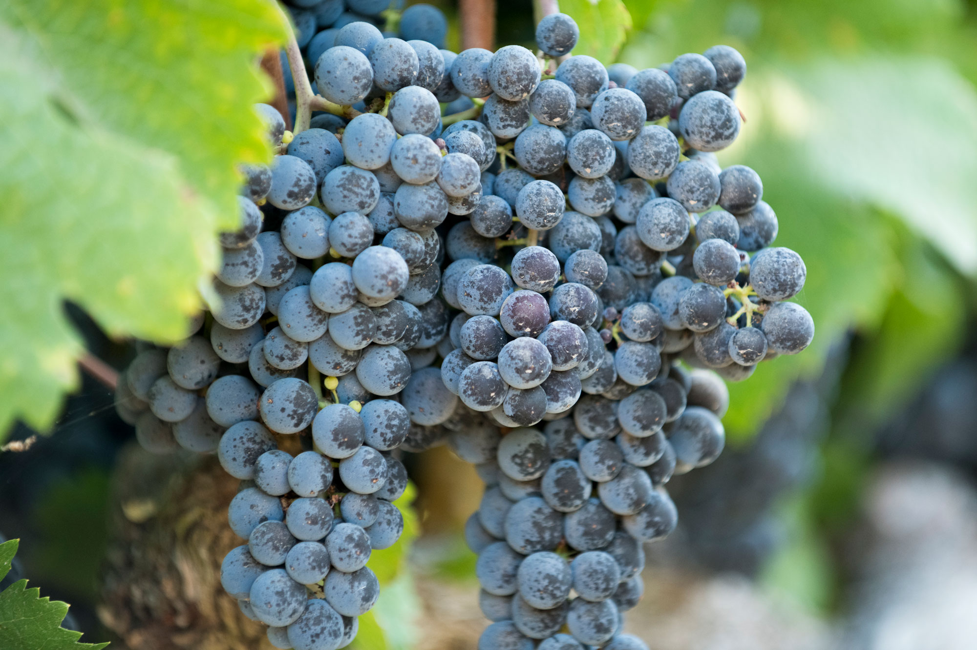 Close-up of Cabernet Sauvignon Grape Cluster